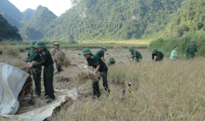 Cán bộ, chiến sỹ Đồn Biên phòng Ngọc Chung (Cao Bằng) giúp dân thu hoạch lúa mùa. Ảnh: Bế Hồng Cương.